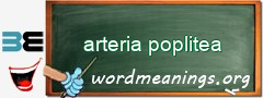 WordMeaning blackboard for arteria poplitea